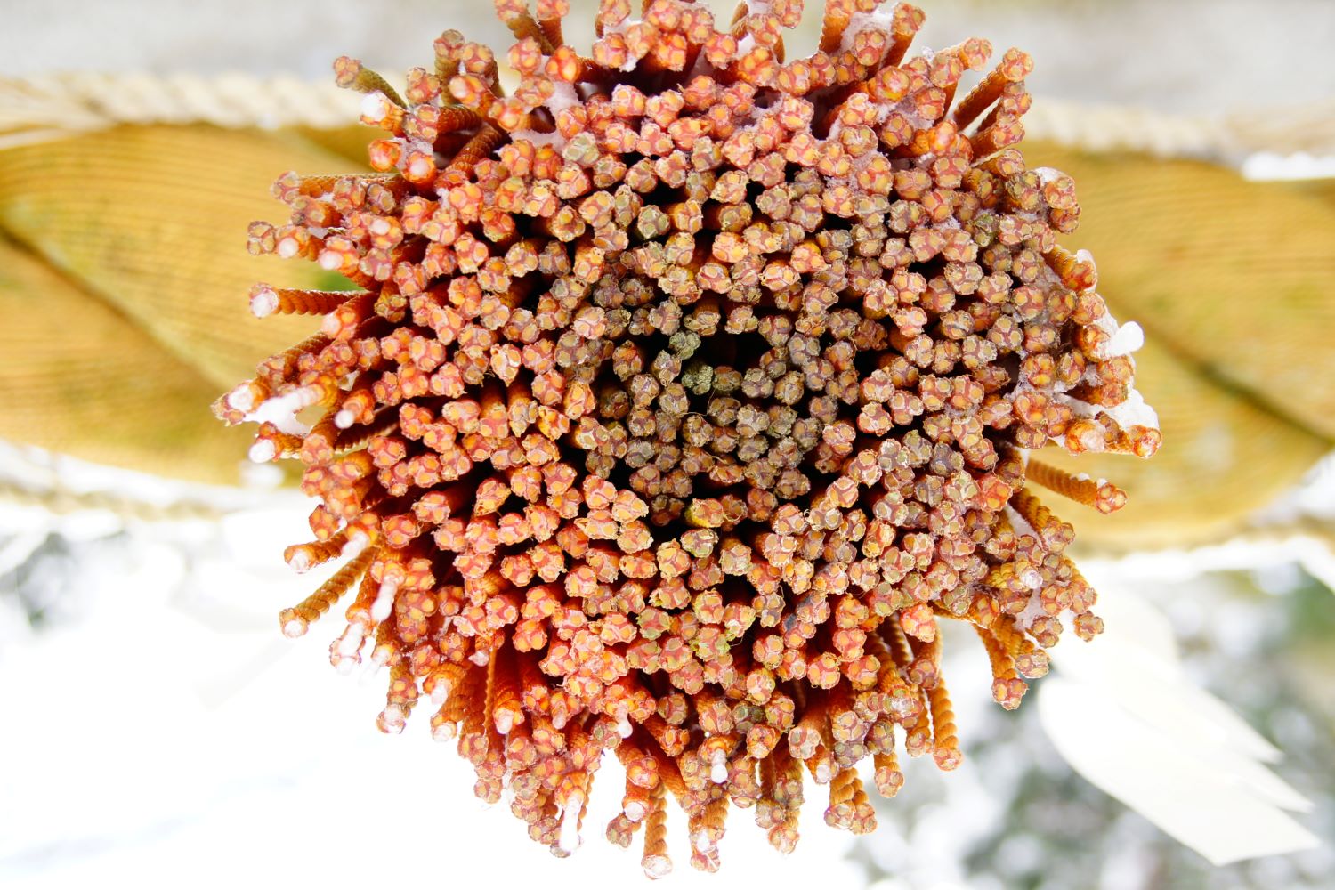 A photograph looking up at the tassels of the sacred rope at Oyama Shrine. The straw spreading out radially resembles a sunflower.