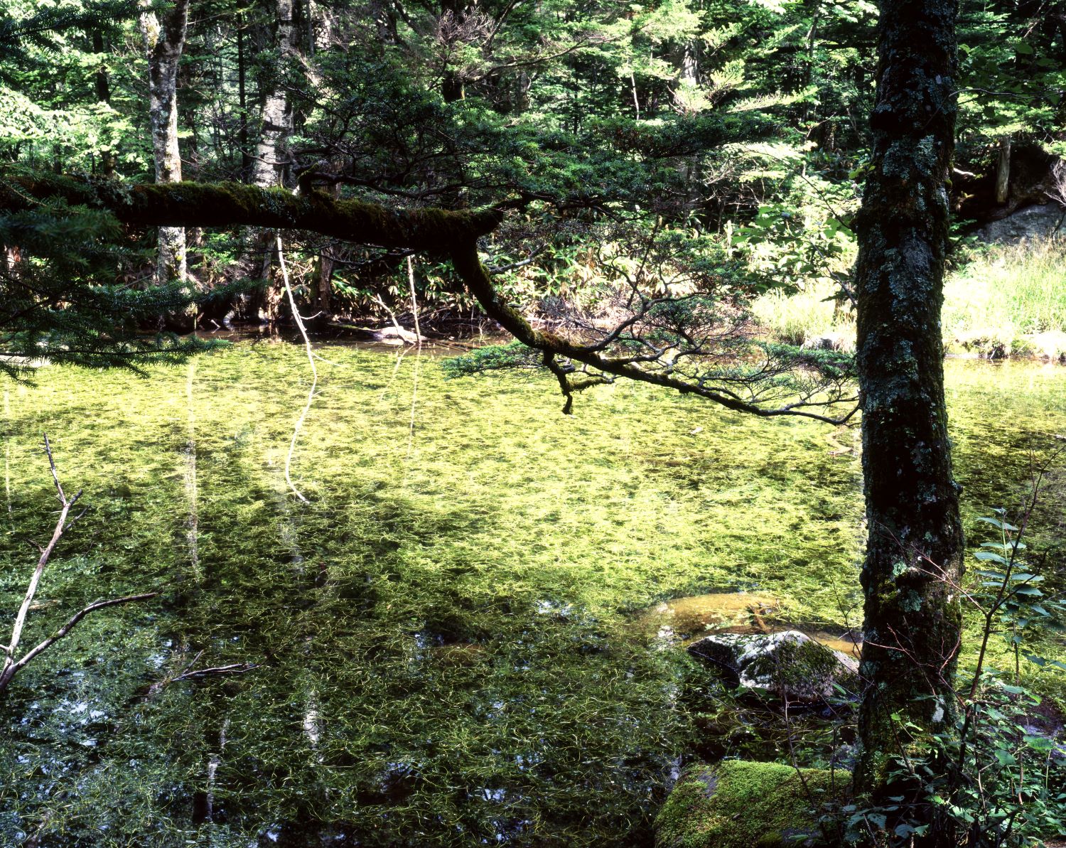 A small pond in the forest of Kamikochi. Water plants spread across the surface, and moss-covered branches stretch horizontally in the foreground.