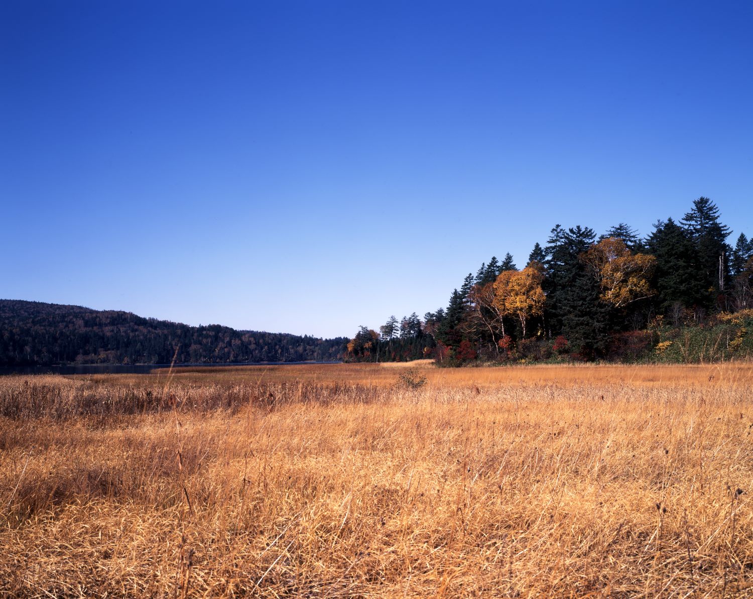 Autumn marshlands of Oze. The plain dyed in the color of withered grass, blue skies, and the landscape of the forest belt stretching far into the distance.