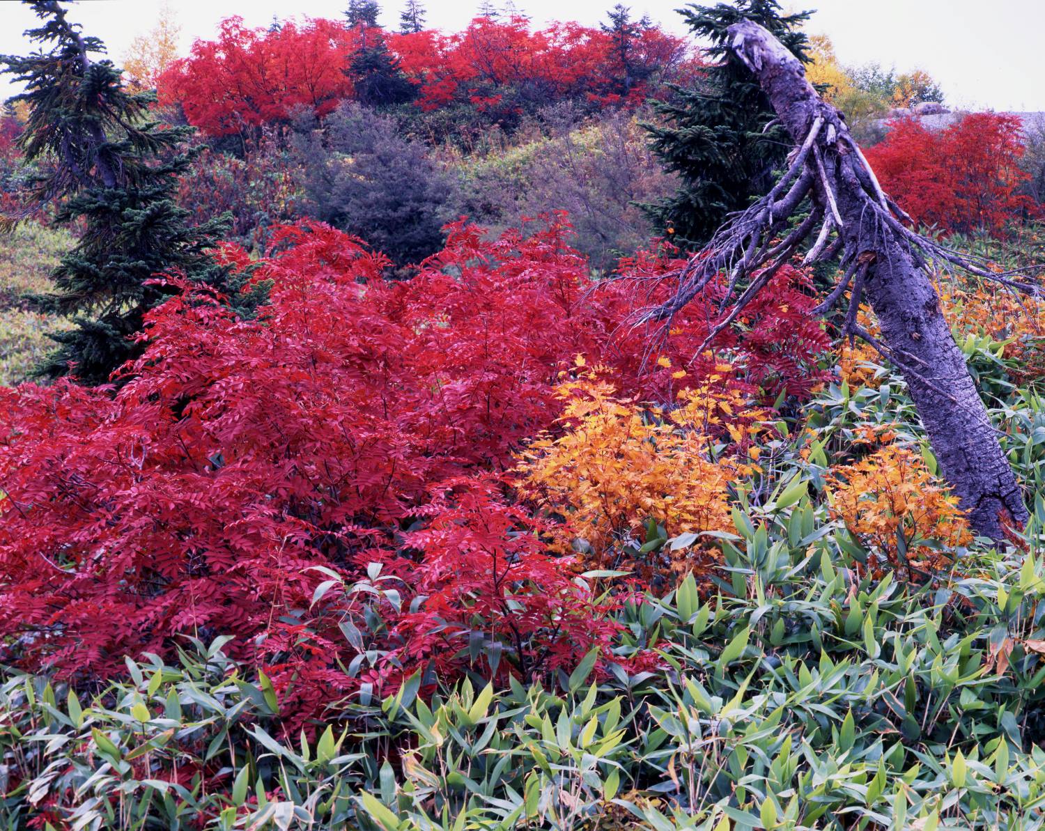 Autumn scenery at Mitagahara. Deep crimson rowan trees, yellowed Japanese maples, and fallen trees harmonize across the highland in autumn's Mt. Tateyama.