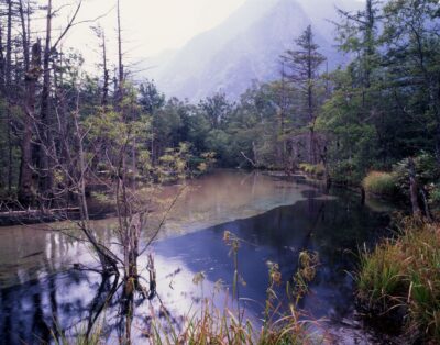 The scenery of the wetlands along the Azusa River in Kamikochi. Trees stand along the clear, shallow water surface, with mountain ranges hazy in the distance.