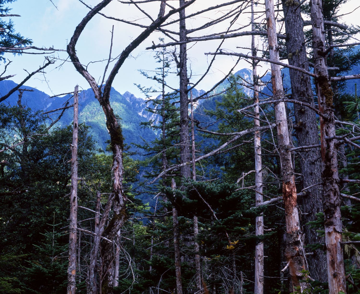 A view of the peaks of the Hotaka Range through the dead standing trees in the forest of Kamikochi.