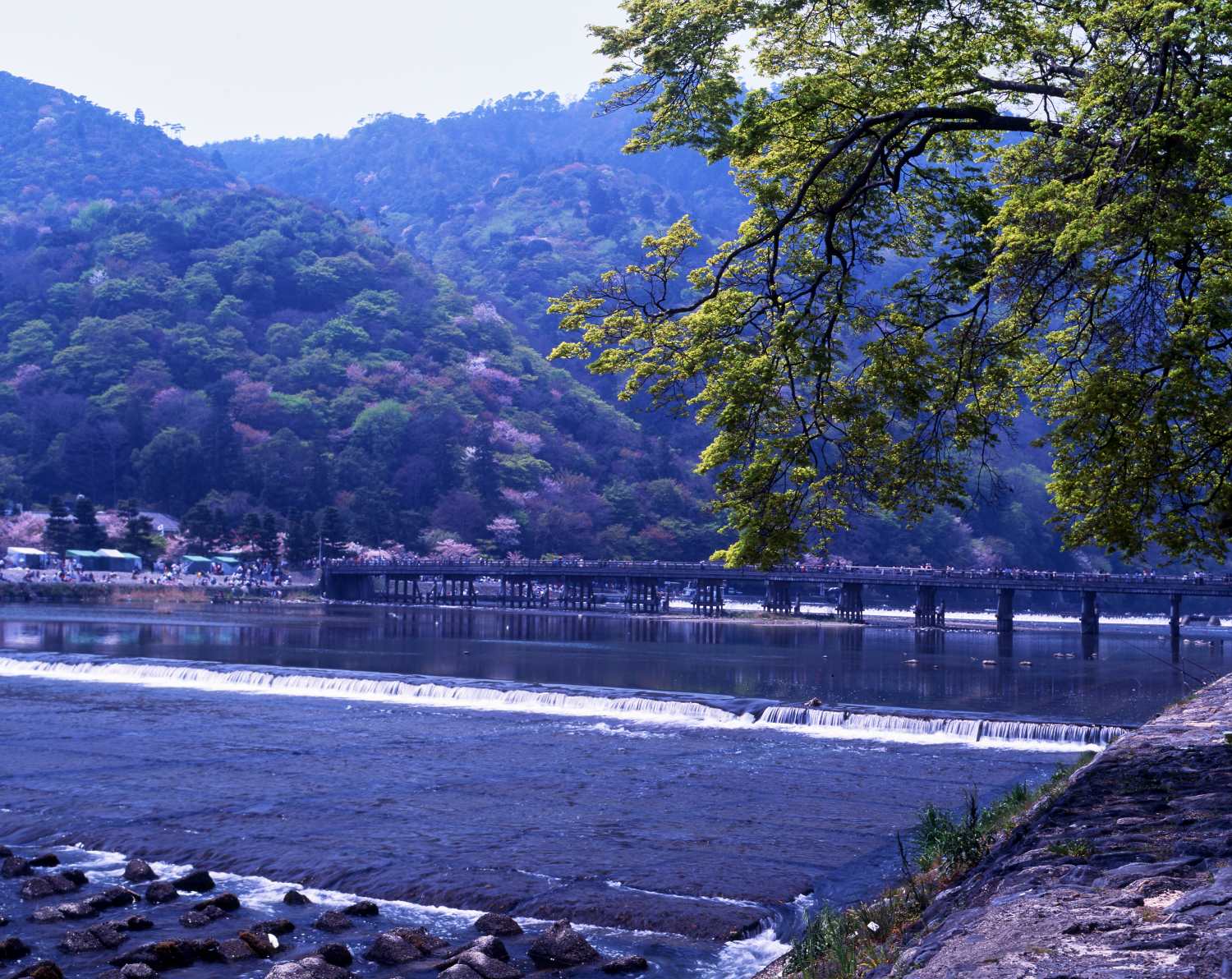 Springtime in Kyoto's Sagano district: Togetsukyo Bridge spans the Katsura River against a backdrop of cherry-blossom-covered mountains. The scene reflects fresh greenery and spring light upon the river's surface.