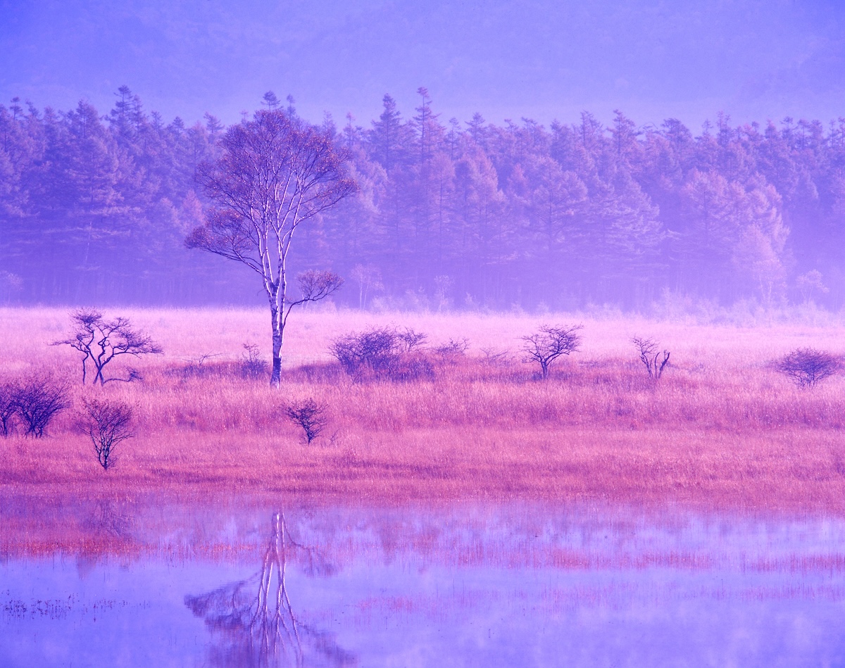 After sunrise at Odashirogahara, birch trees (noble ladies) bathed in morning light, reflected on the water's surface.
