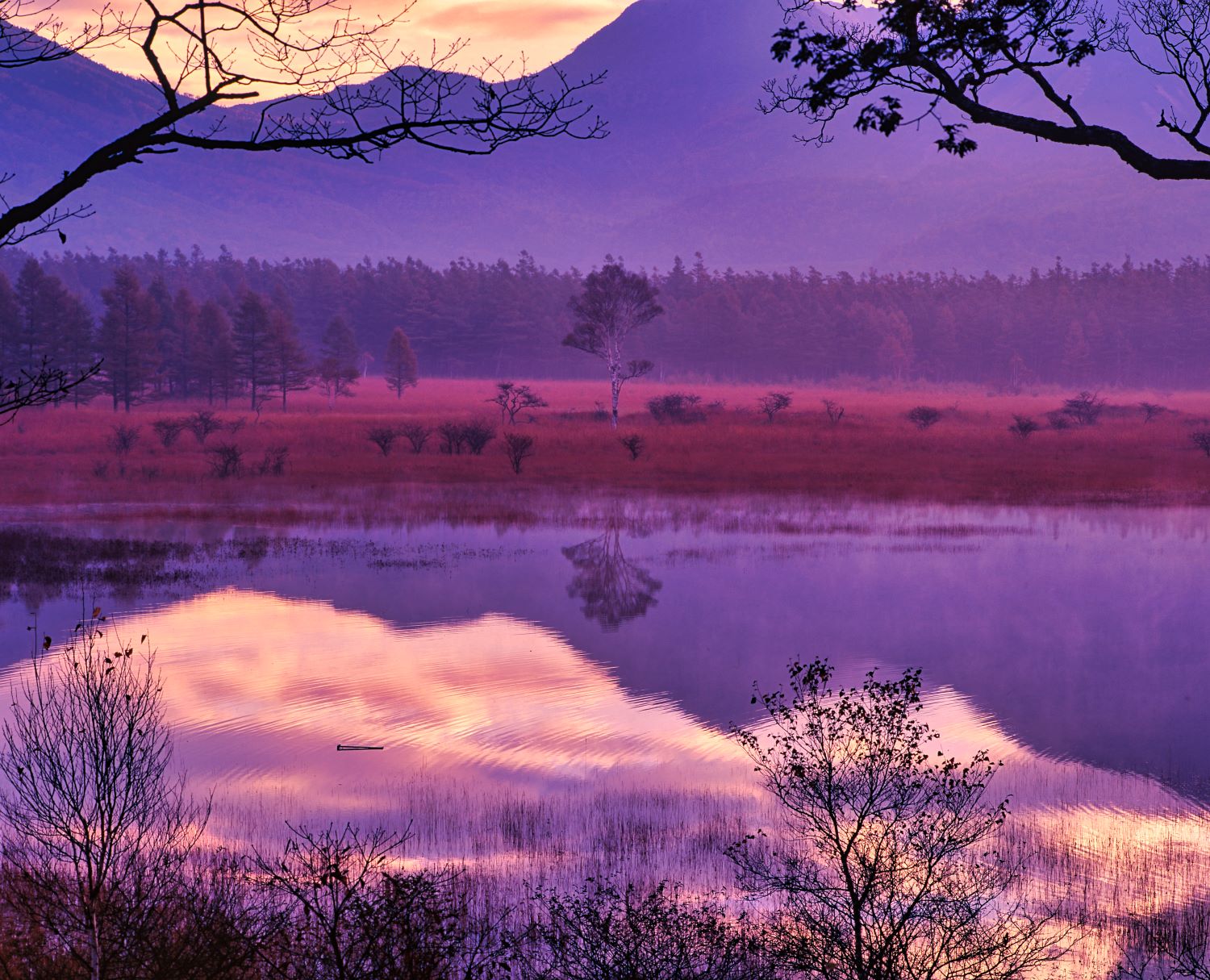 The white birch trees (Lady) of Odashirogahara bathed in the morning glow and their reflection on the water's surface.