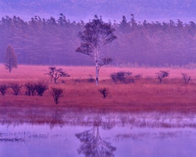 At Odashirogahara before dawn, a lady birch tree reflected on the water's surface, enveloped in purple mist.