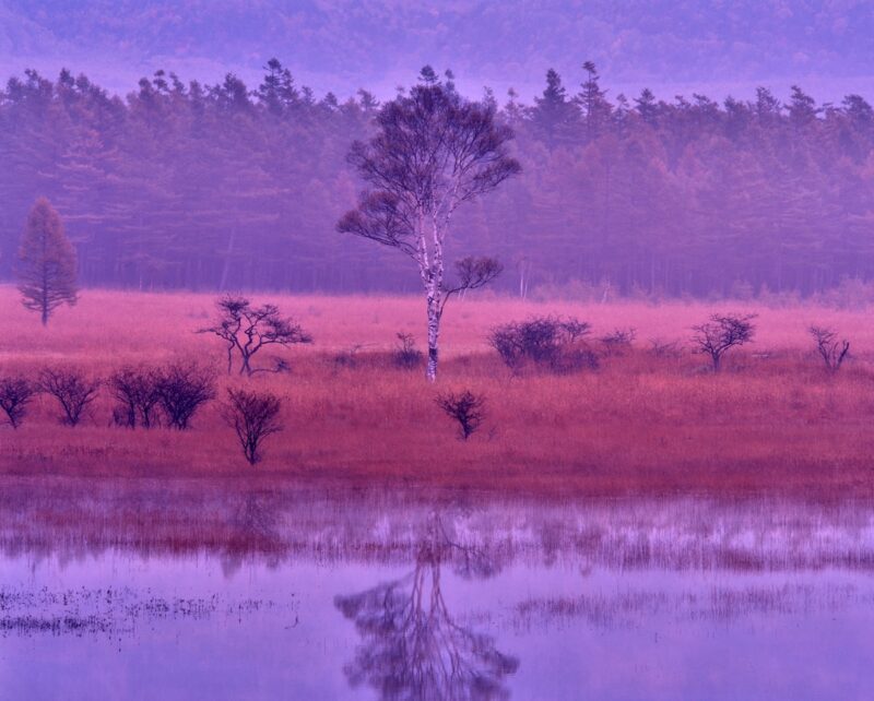At Odashirogahara before dawn, a lady birch tree reflected on the water's surface, enveloped in purple mist.