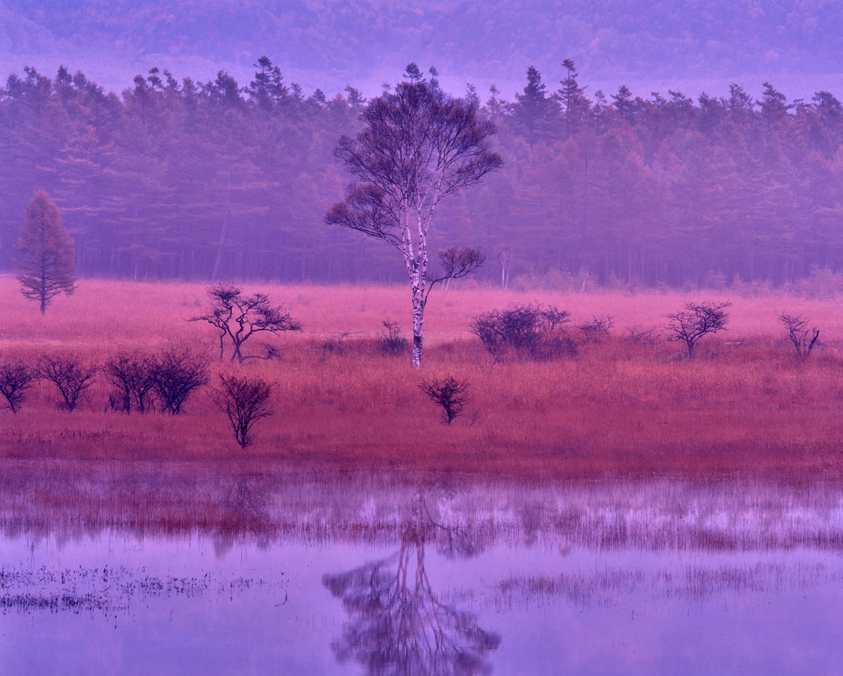 At Odashirogahara before dawn, a lady birch tree reflected on the water's surface, enveloped in purple mist.