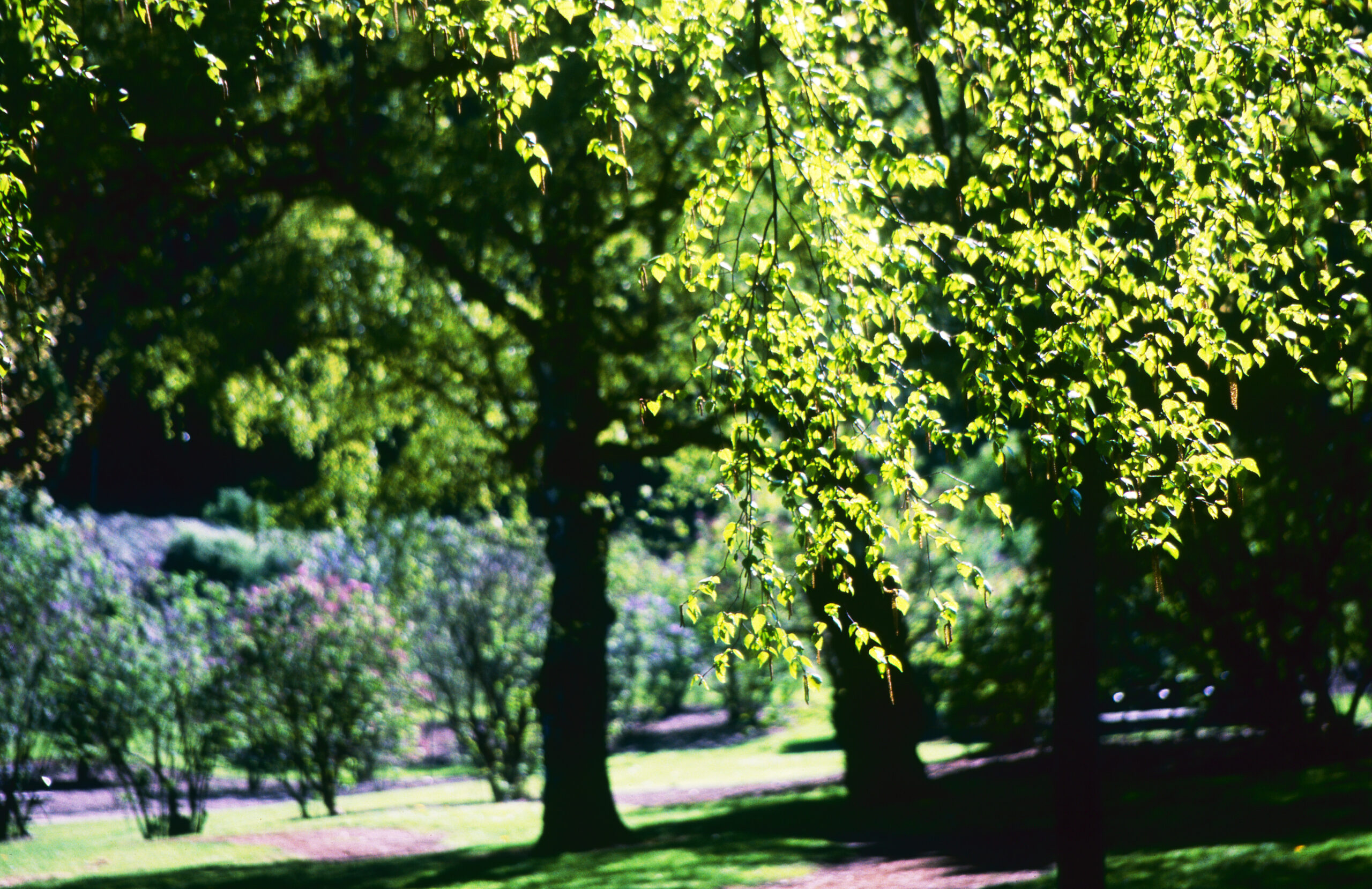 A park in Portland. Tall trees stand thickly, their green leaves softly filtering the sunlight. Lawns and benches are visible, serving as a quiet place for rest.