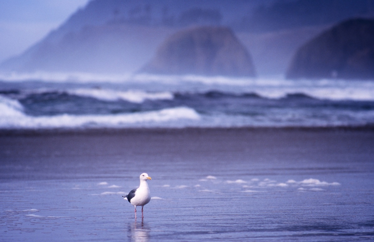 A seagull perched on the Oregon coast's shoreline and the coastline veiled in mist