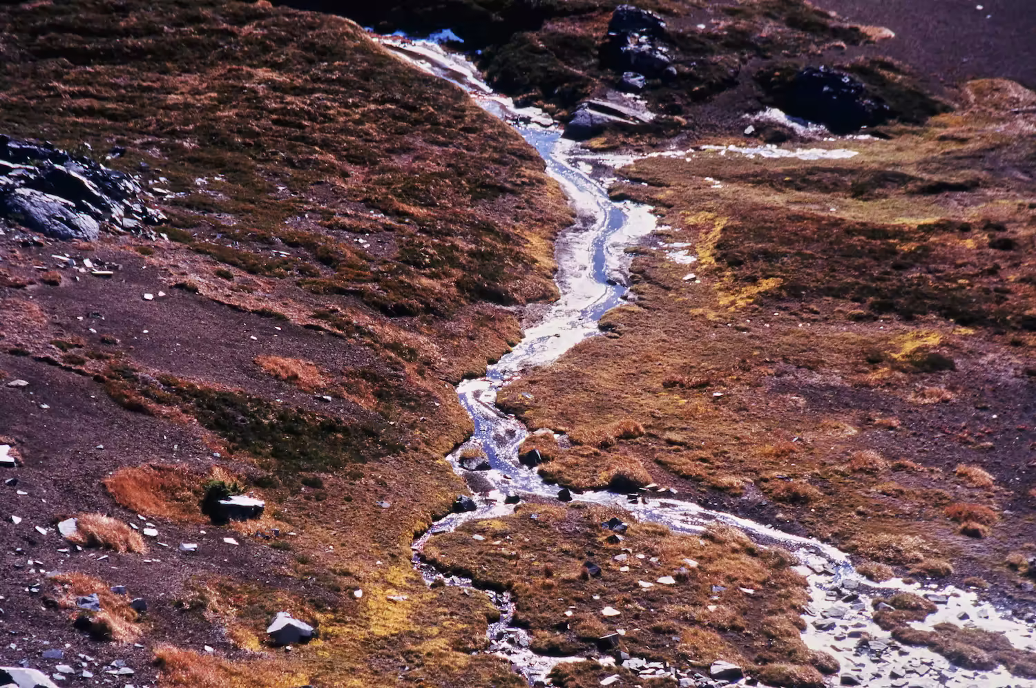 A small stream of snowmelt water flowing down the slopes of Mount Rainier. It winds its way through the highland grasslands.
