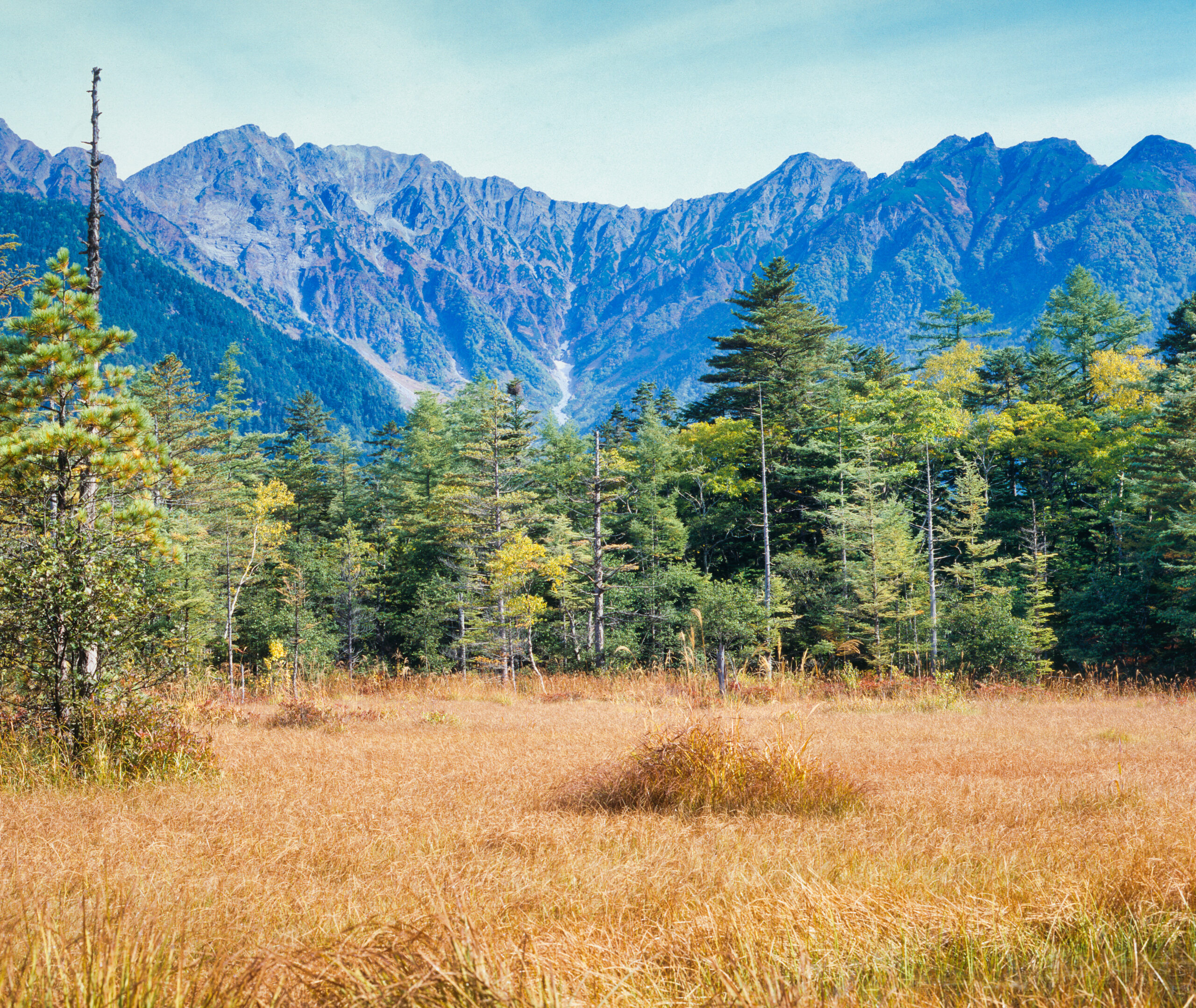 The Hotaka Range as seen from Kamikochi and Tashiro Wetlands. Golden grasslands and coniferous forests, mountains silhouetted against the blue sky.