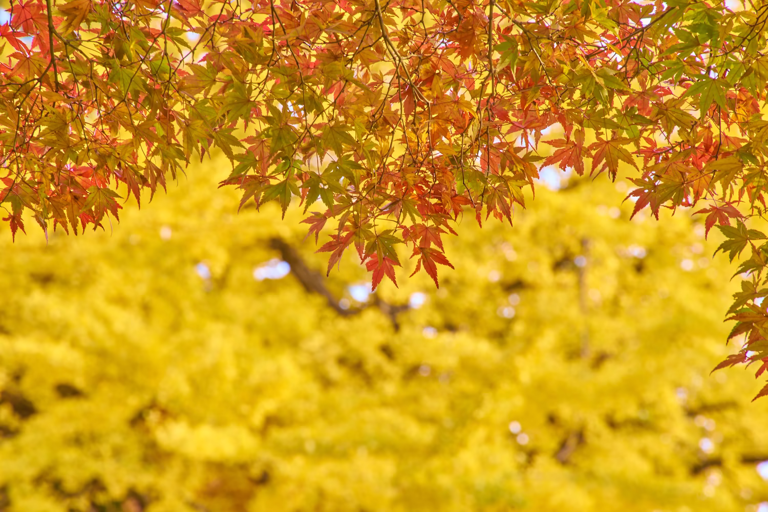 Autumn scenery of maple branches at Jike Park in Toyama City and the forest in autumn