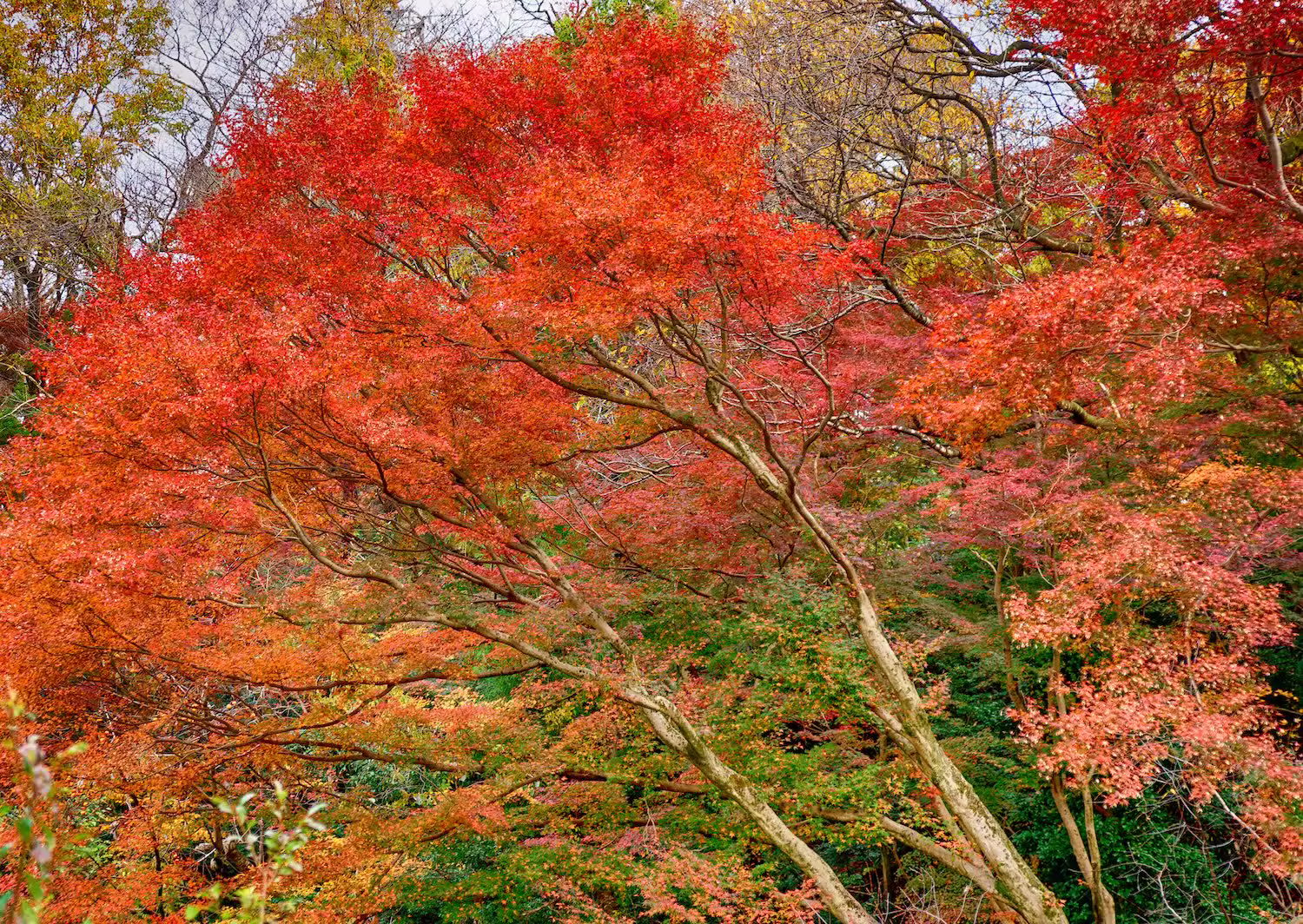The walking path at Kureha Mountain Park, surrounded by trees ablaze with autumn colors