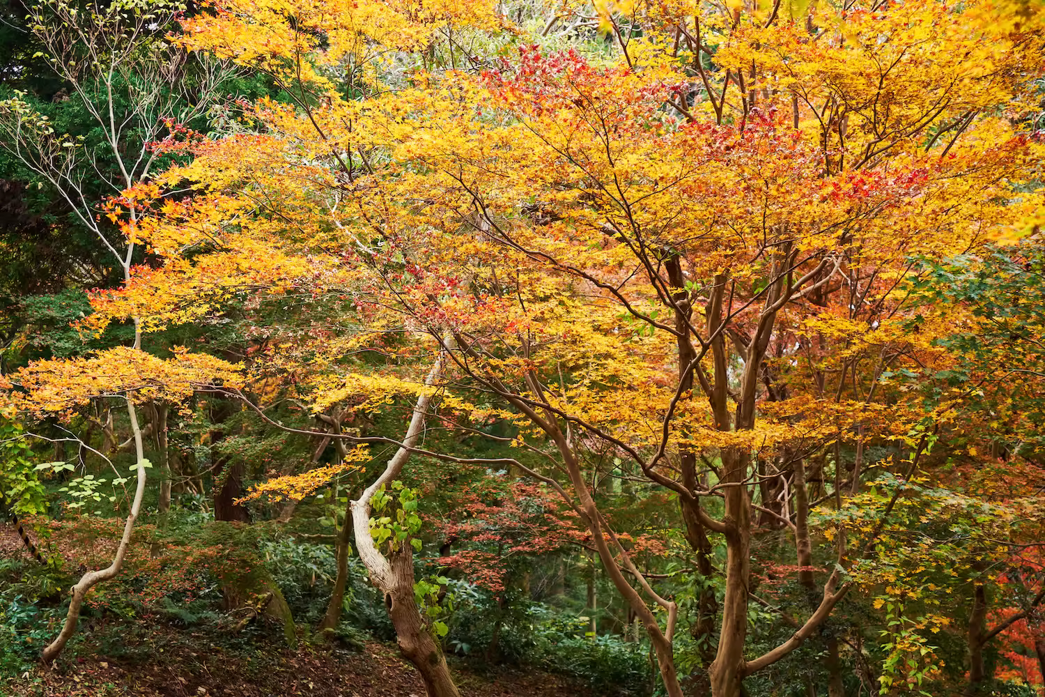 The autumn scenery of Kureha Mountain Park, lined with trees turning yellow