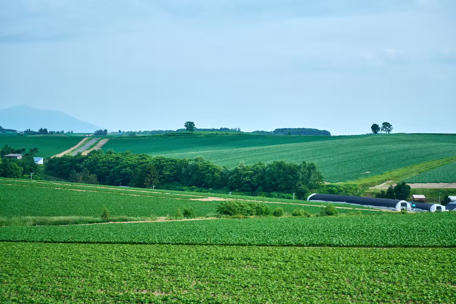 Light and shadow on Biei's hills, Summer fields' scenery