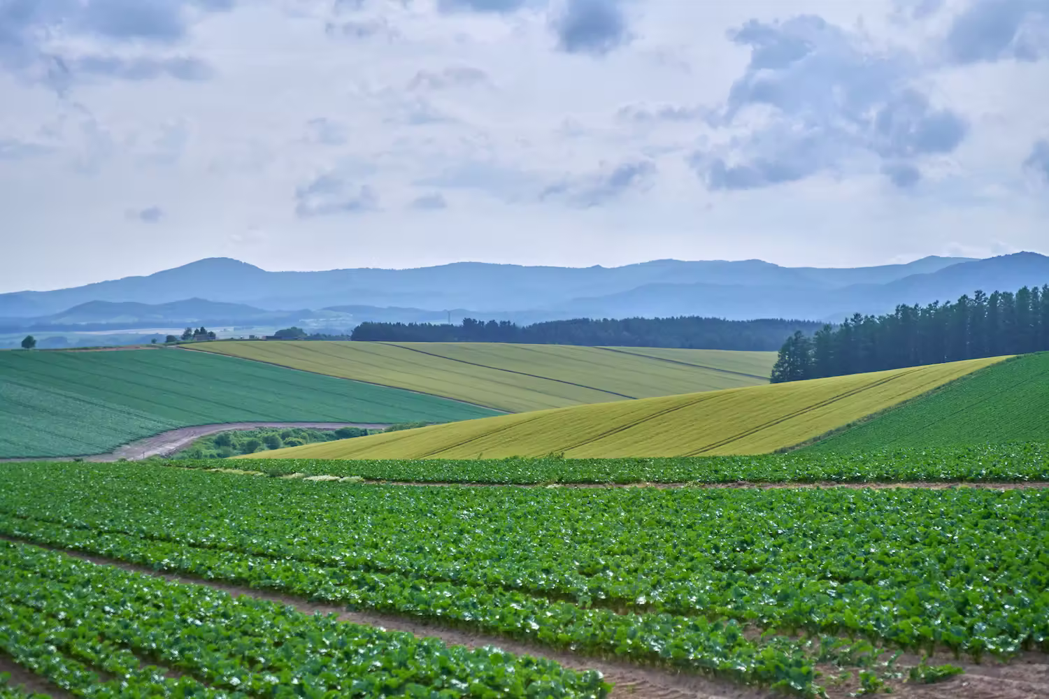 Early summer fields stretching across the hills of Biei, Hokkaido, and the Tokachi-dake mountain range