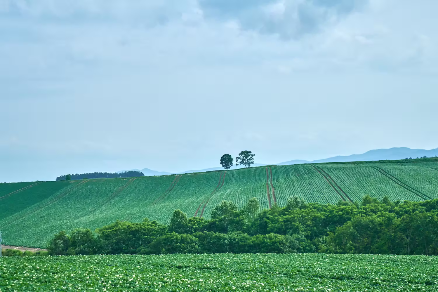 The landscape of Biei, Hokkaido, where summer blue skies and green hills stretch out