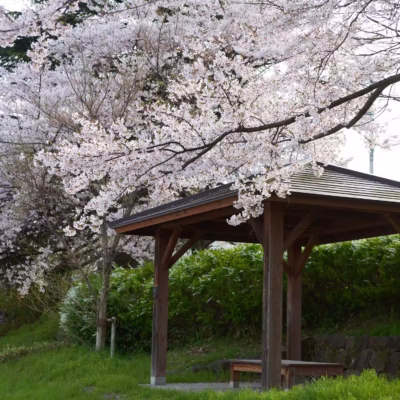 The cherry trees in full bloom at the plaza of the Fugan Unga Kansui Park