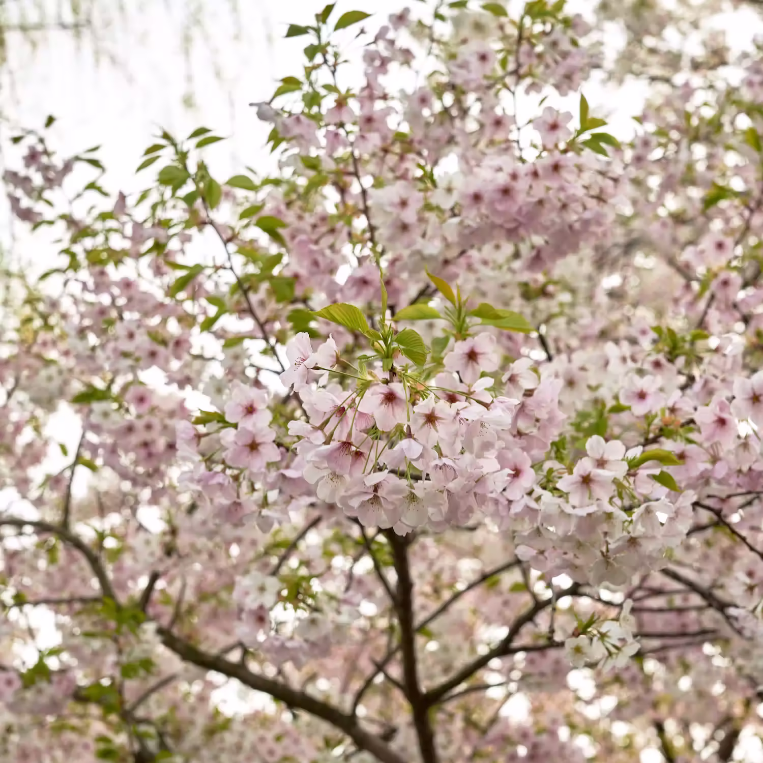 Close-up of cherry blossoms at Fugan Unga Kansui Park, petals bathed in spring sunlight