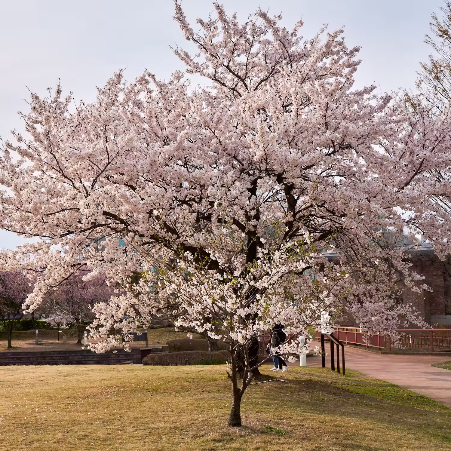 The cherry blossom trees lining the canal at Fugan Unga Kansui Park