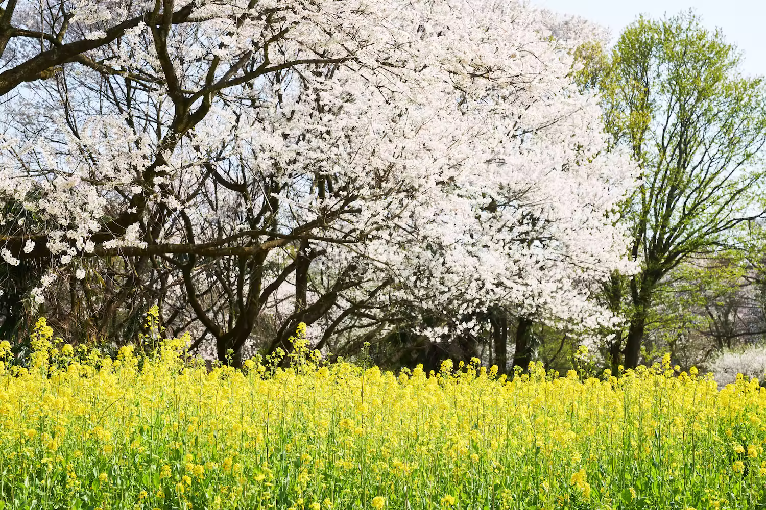 Spring scenery at Kureha Mountain Park, where cherry blossoms and rapeseed flowers stand side by side