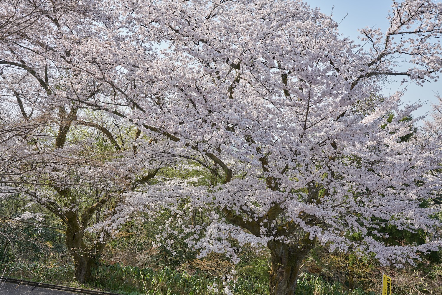 Cherry blossoms blooming in the spring haze at Kureha Mountain Park