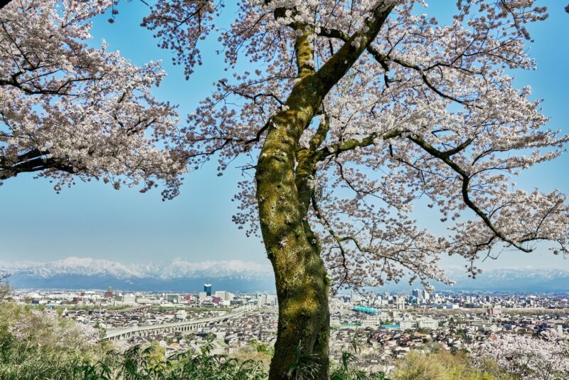 A solitary cherry tree blooming in Kureha Mountain Park, with Toyama cityscape and Mt. Tateyama as its backdrop