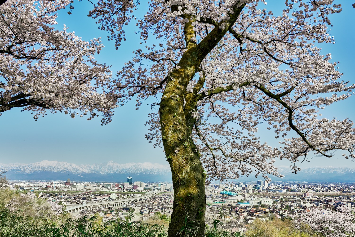 A solitary cherry tree blooming in Kureha Mountain Park, with Toyama cityscape and Mt. Tateyama as its backdrop