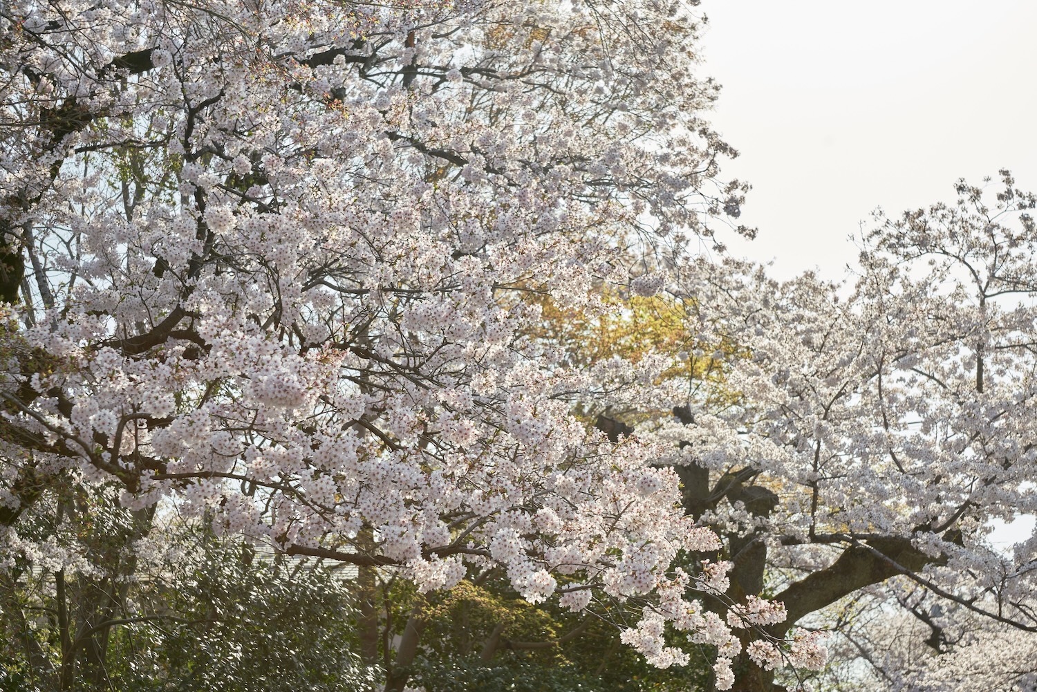 The Cherry Blossom Avenue and Flower Tunnel at Kureyama Park