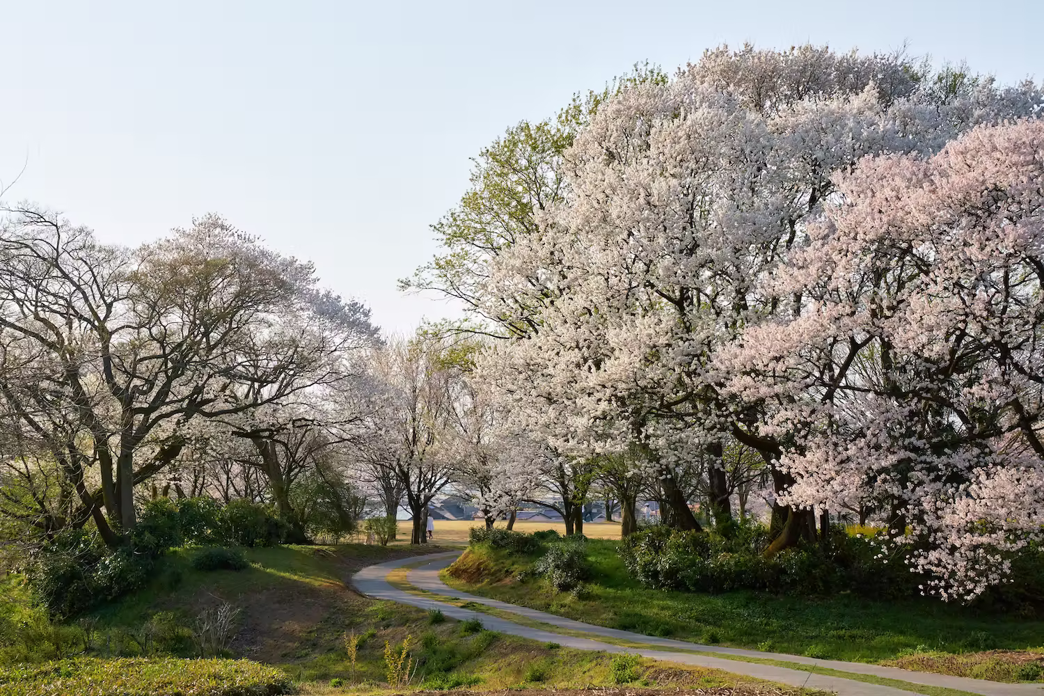 Cherry trees lining the hills of Kureyama against the blue sky