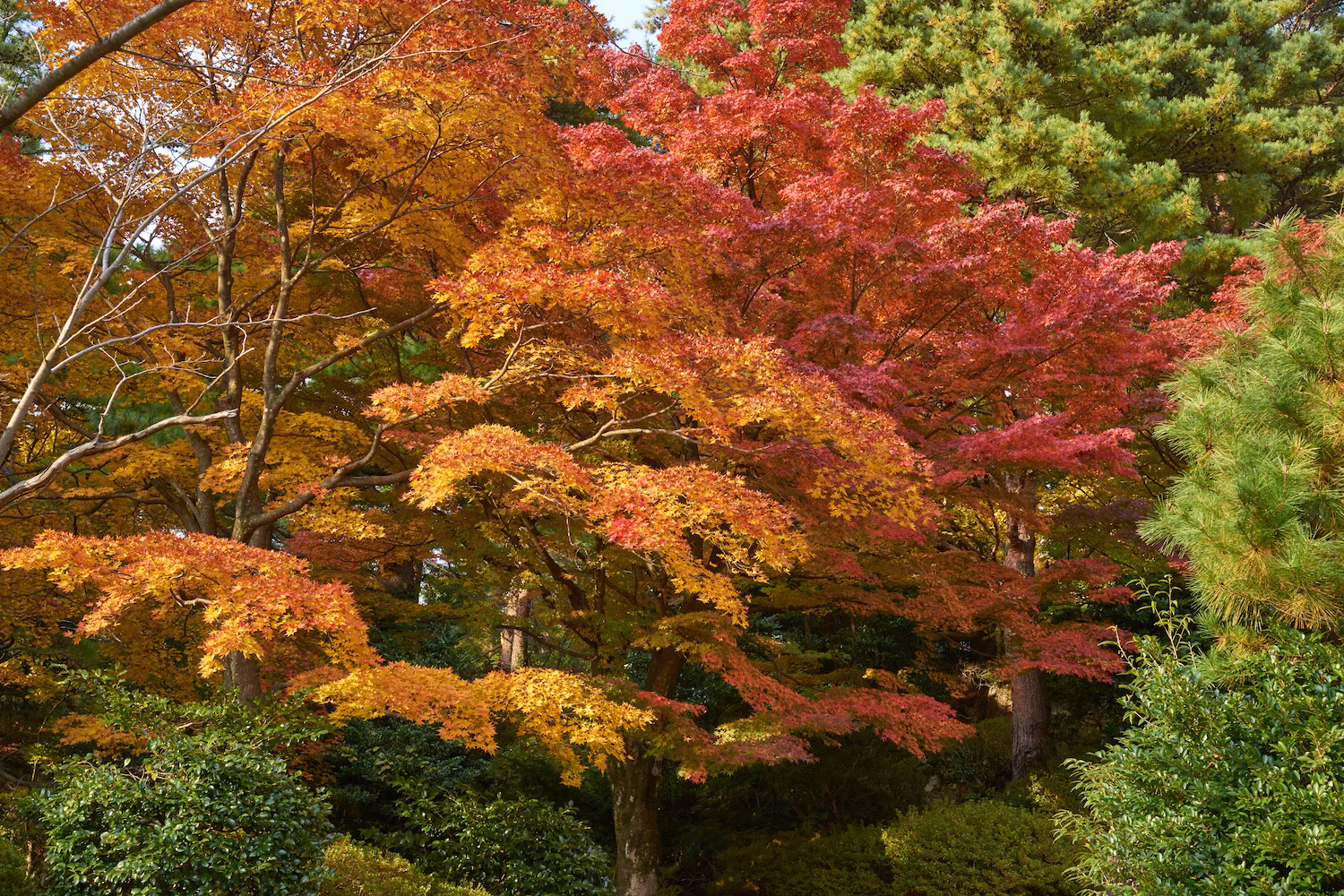 The scene of red and orange autumn leaves spreading through the woods at Jike Park in Toyama City, bathed in dappled sunlight