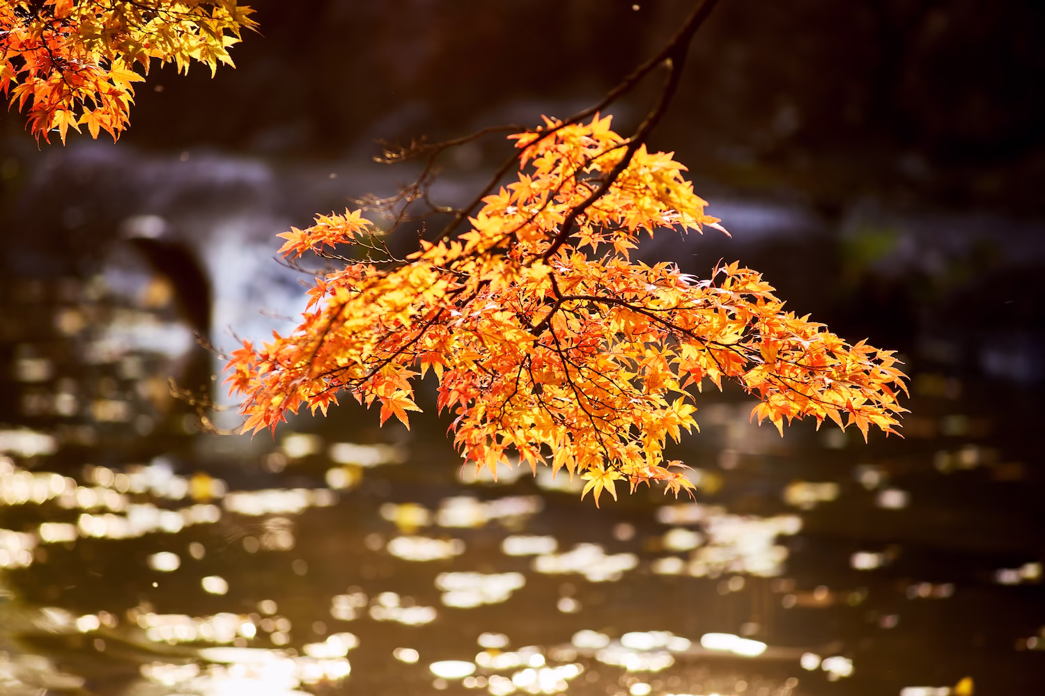 The shimmering branches of autumn foliage and the autumn scenery along the pond at Jike Park in Toyama City