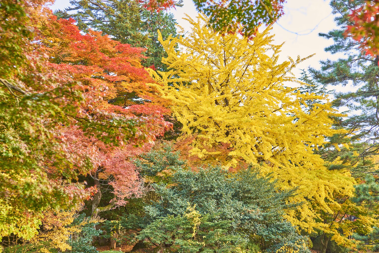 The golden ginkgo tree standing in the woods of Jike Park, Toyama City, and the autumn sunlight