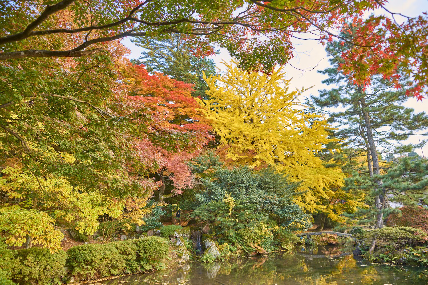 Autumn scenery of maple leaves and trees spreading around the pond at Jike Park in Toyama City
