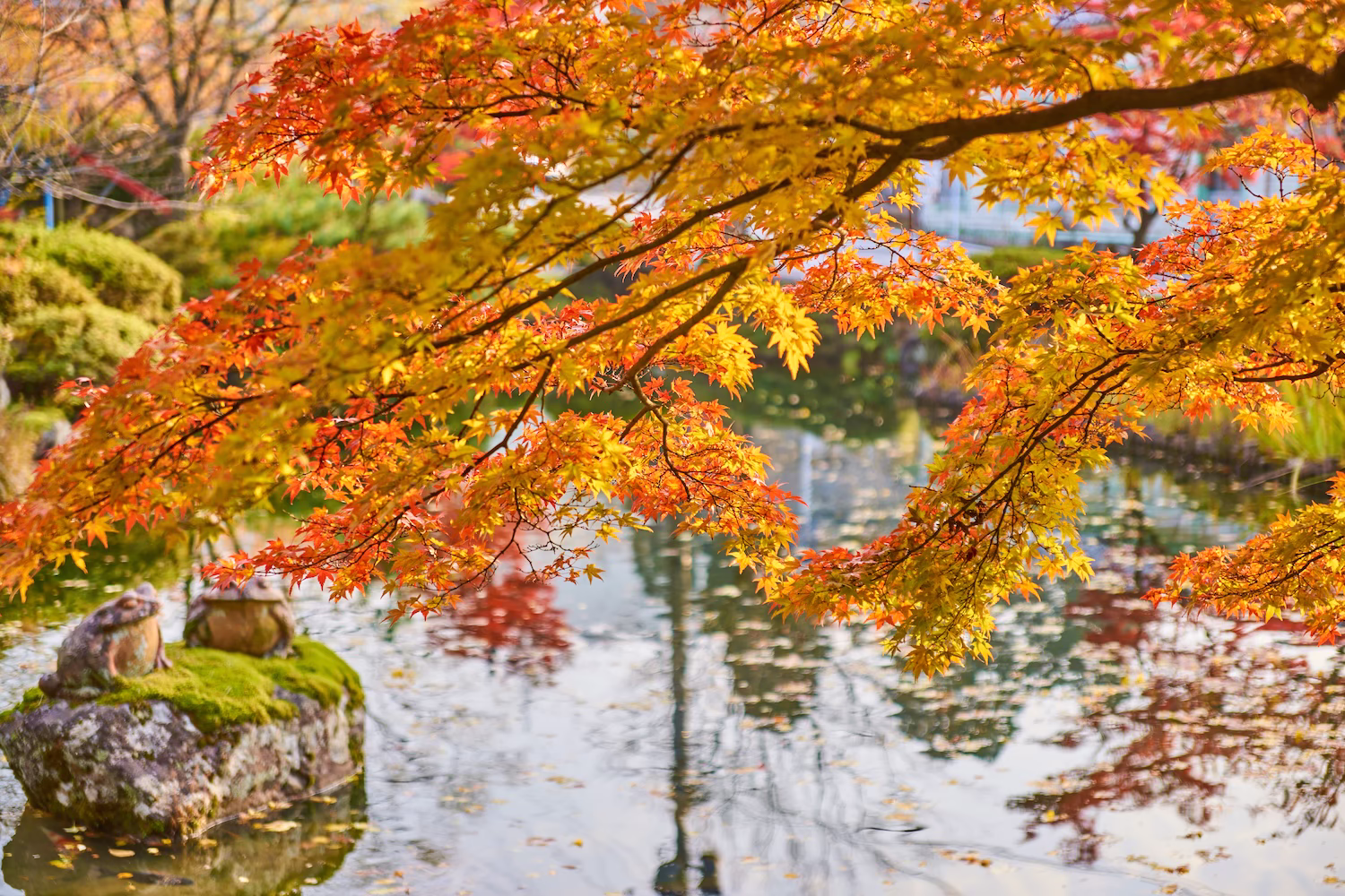 The scenery of autumn leaves reflected in the pond at Jike Park in Toyama City and the tranquil water surface