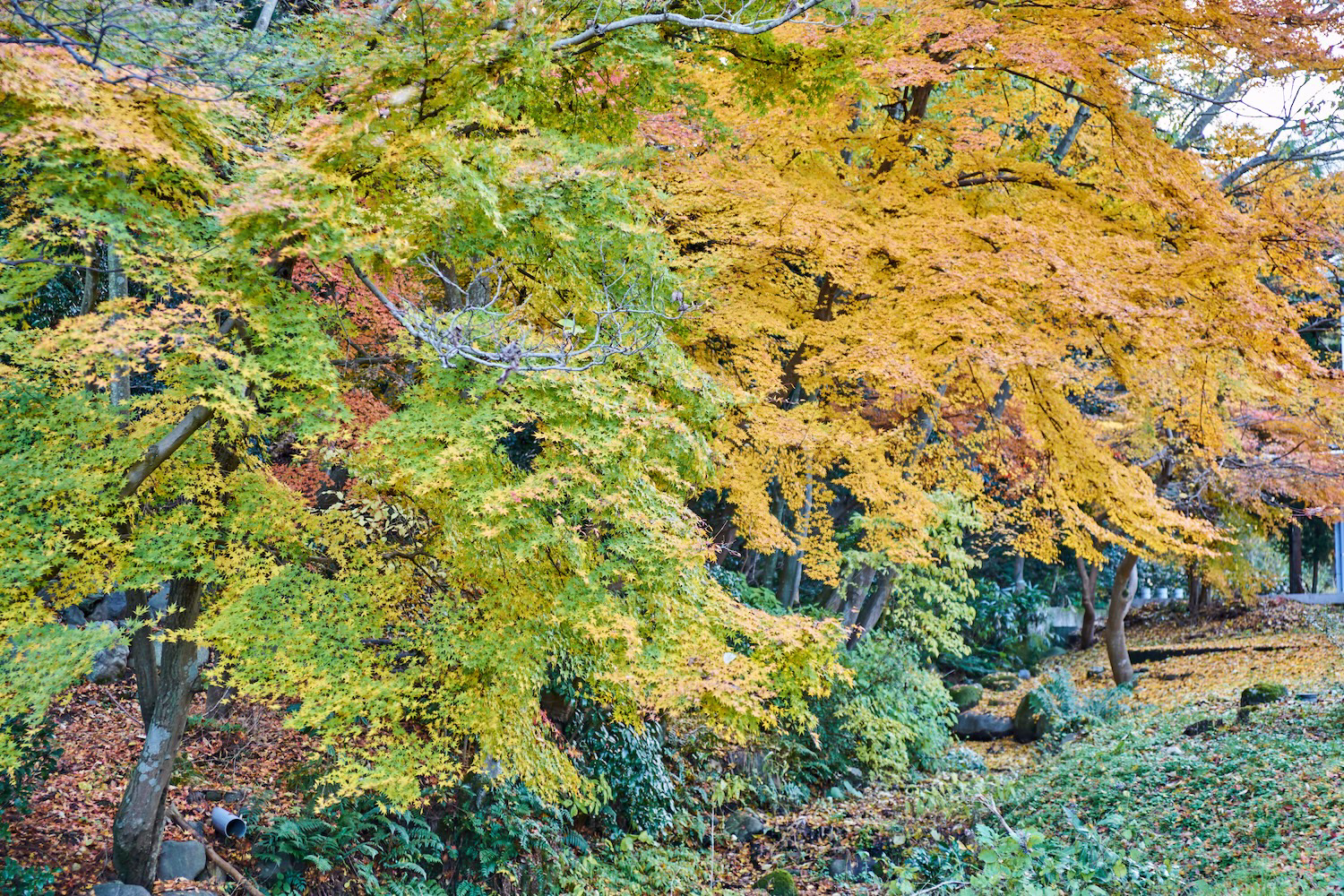 The autumn scenery at Toyama Folk Craft Village, where paths are enveloped in autumn foliage and sunlight filters through the trees