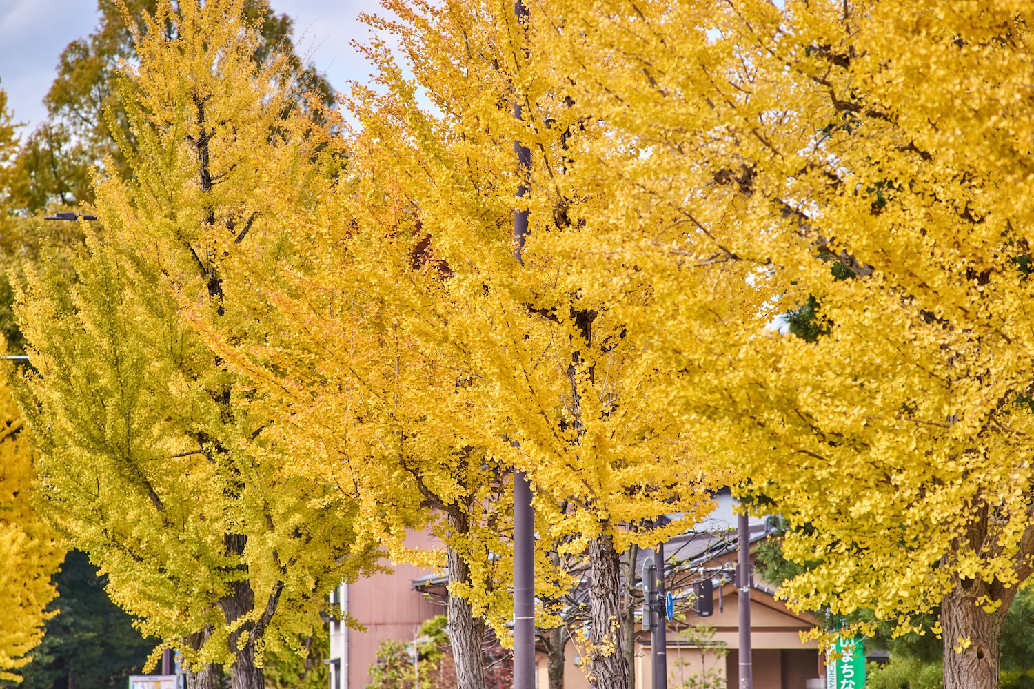 Close-up view of golden ginkgo branches glowing in the autumn sunlight