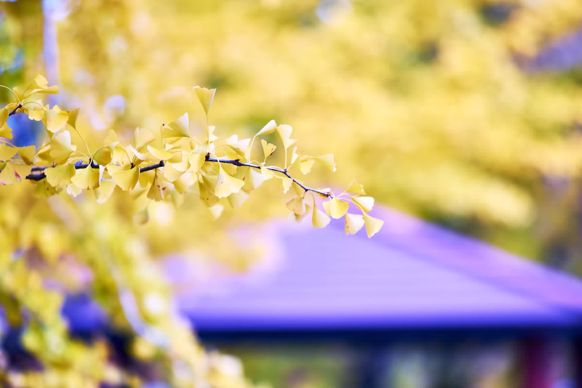 Close-up of dense ginkgo branches and brilliant golden leaves