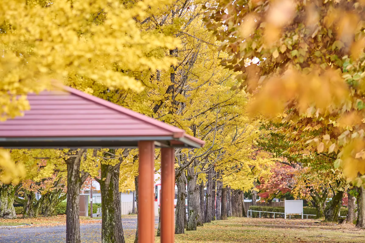 The roof of a building in Gofuku Park seen through softly blurred ginkgo leaves