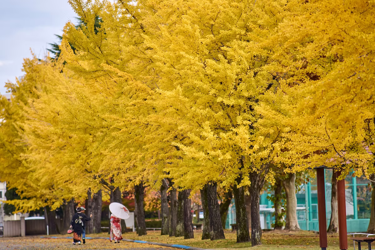 A kimono-clad girls and child walking along the golden ginkgo avenue in Gofuku Park