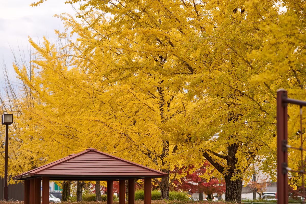 Golden ginkgo tree canopy in Gofuku Park during autumn