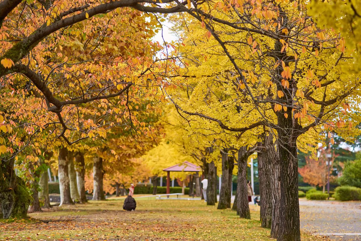 Golden ginkgo trees lining a walkway in Gofuku Park with a person sitting on a bench in autumn