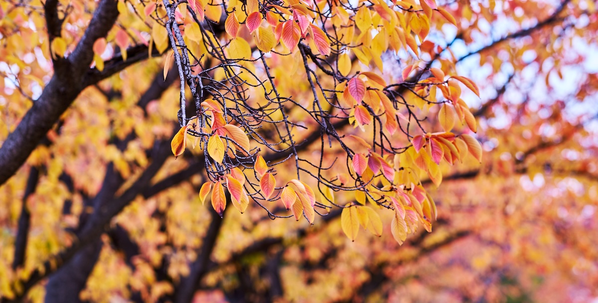 Close-up photo of red and orange autumn leaves remaining on branches at Gofuku Park