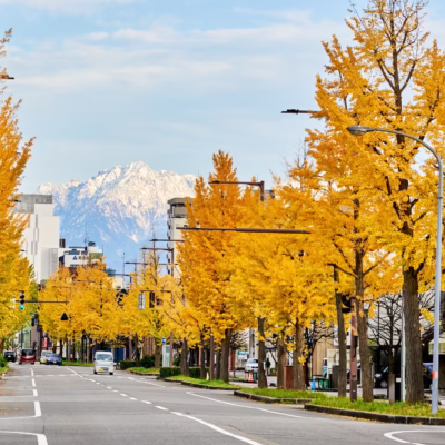 A golden ginkgo-lined avenue in Toyama City with the snow-covered Tateyama Mountains visible in the background.