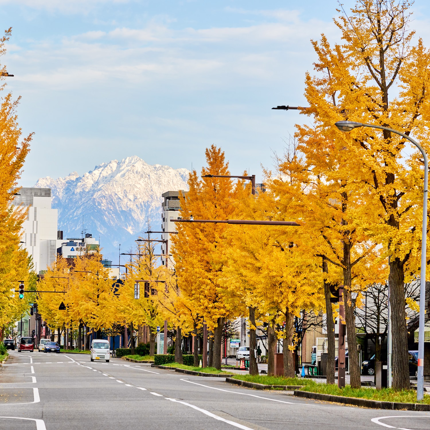 A golden ginkgo-lined avenue in Toyama City with the snow-covered Tateyama Mountains visible in the background.