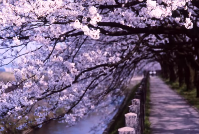 The cherry blossom trees in full bloom lining the promenade along the Matsukawa River in Toyama City and the cherry blossom tunnel