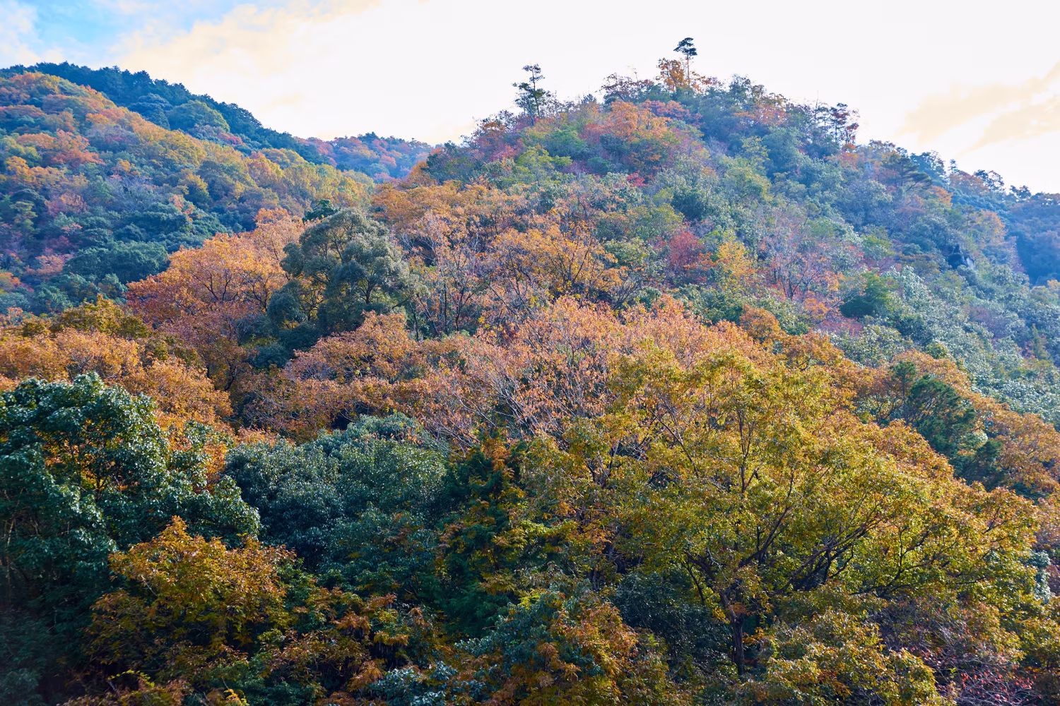 Landscape photo capturing the autumn-colored mountain slope viewed from Hozukyō Station