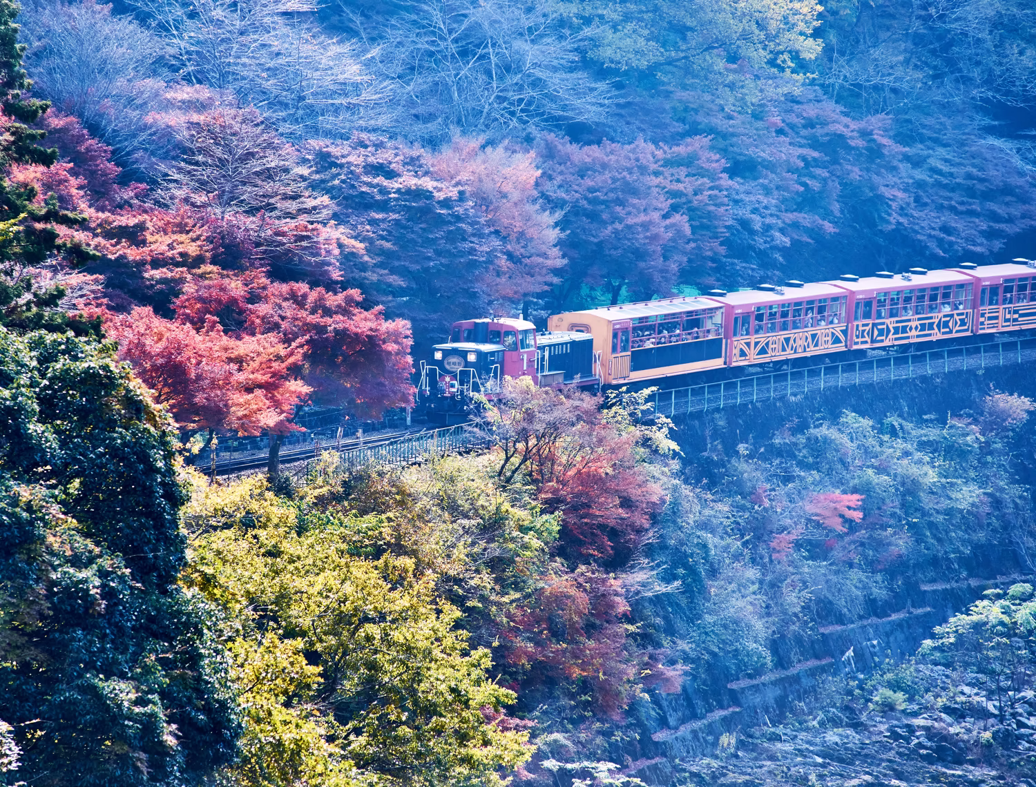 Torokko train passing at the nearest point with vivid autumn foliage in Hozu Gorge