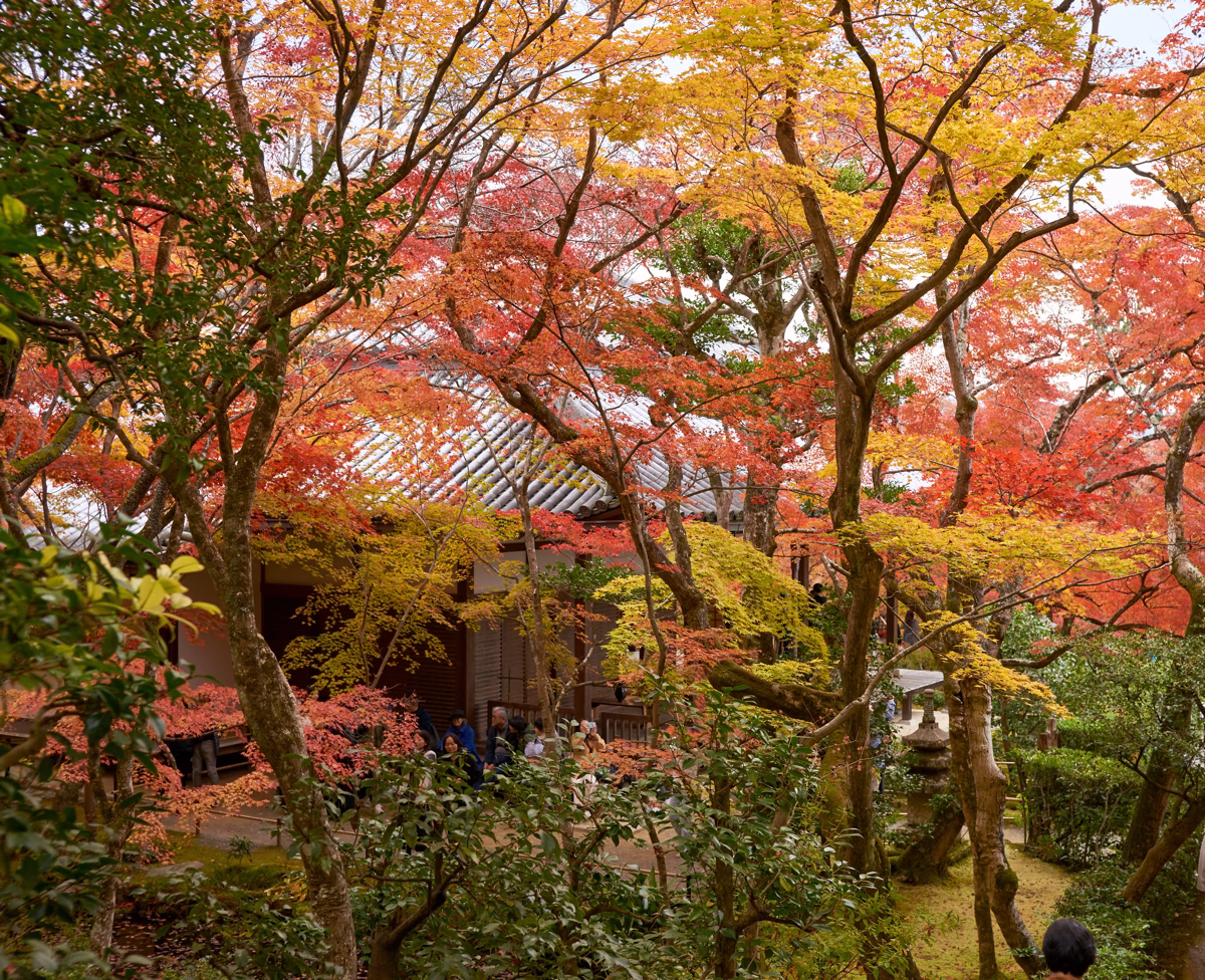 Autumn foliage in the rear garden of Jojakko-ji’s main hall, with vivid red, orange, and yellow maple leaves layered above the temple roof.